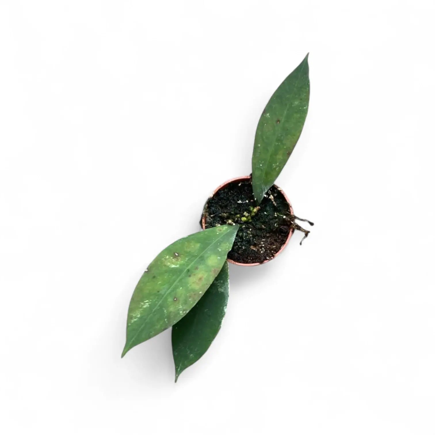 Hoya ruthiae potted plant in nursery pot on white background.