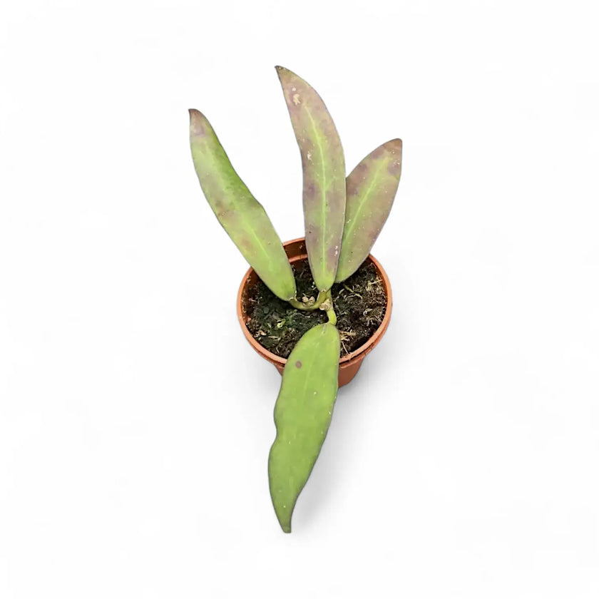 Hoya scortechinii potted plant in nursery pot on white background.