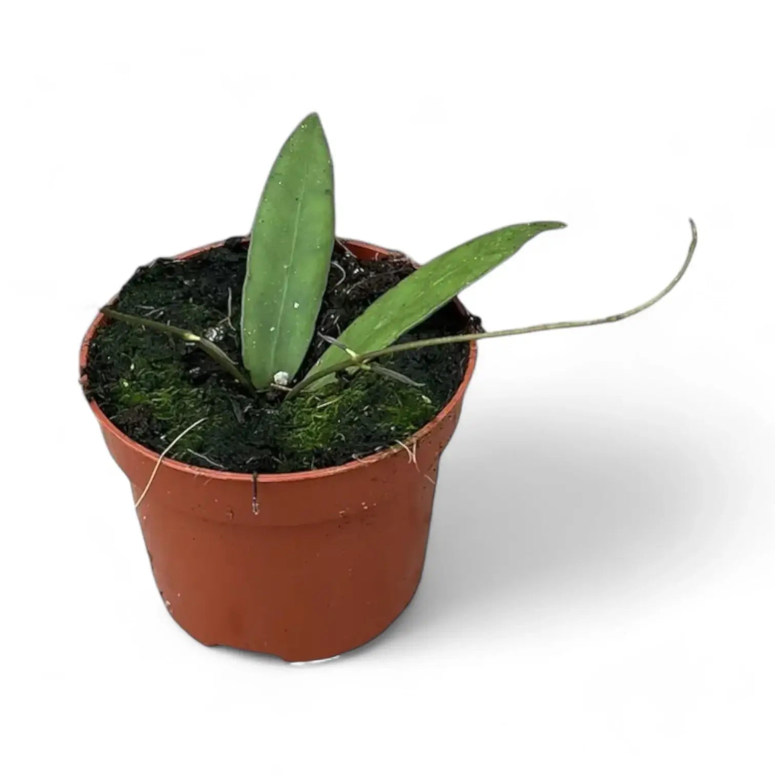 Hoya scortechinii potted plant in nursery pot on white background.