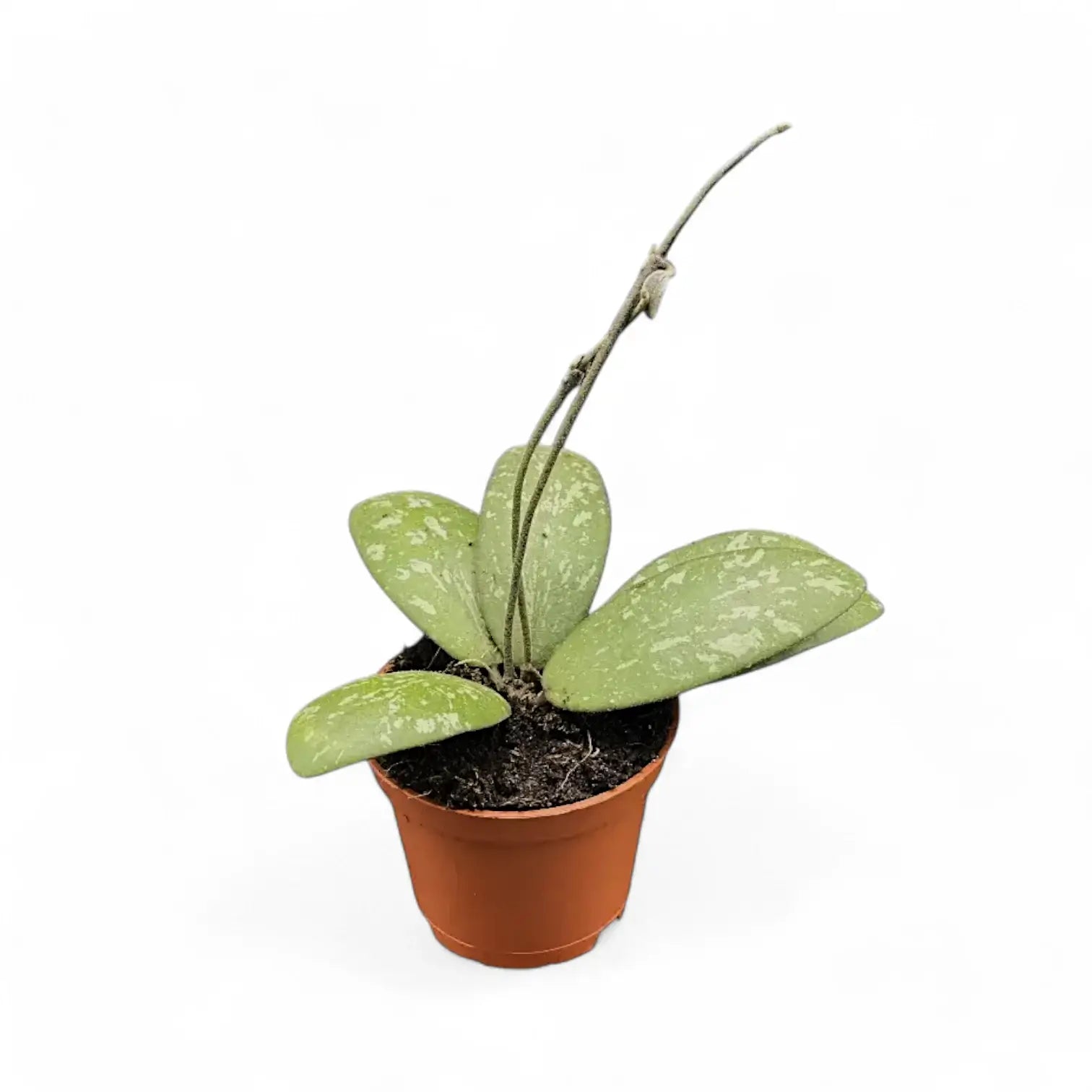 Hoya sigillatis AH004 Zimmerpflanze im Anzuchttopf vor weißem Hintergrund, Produktfoto 4.