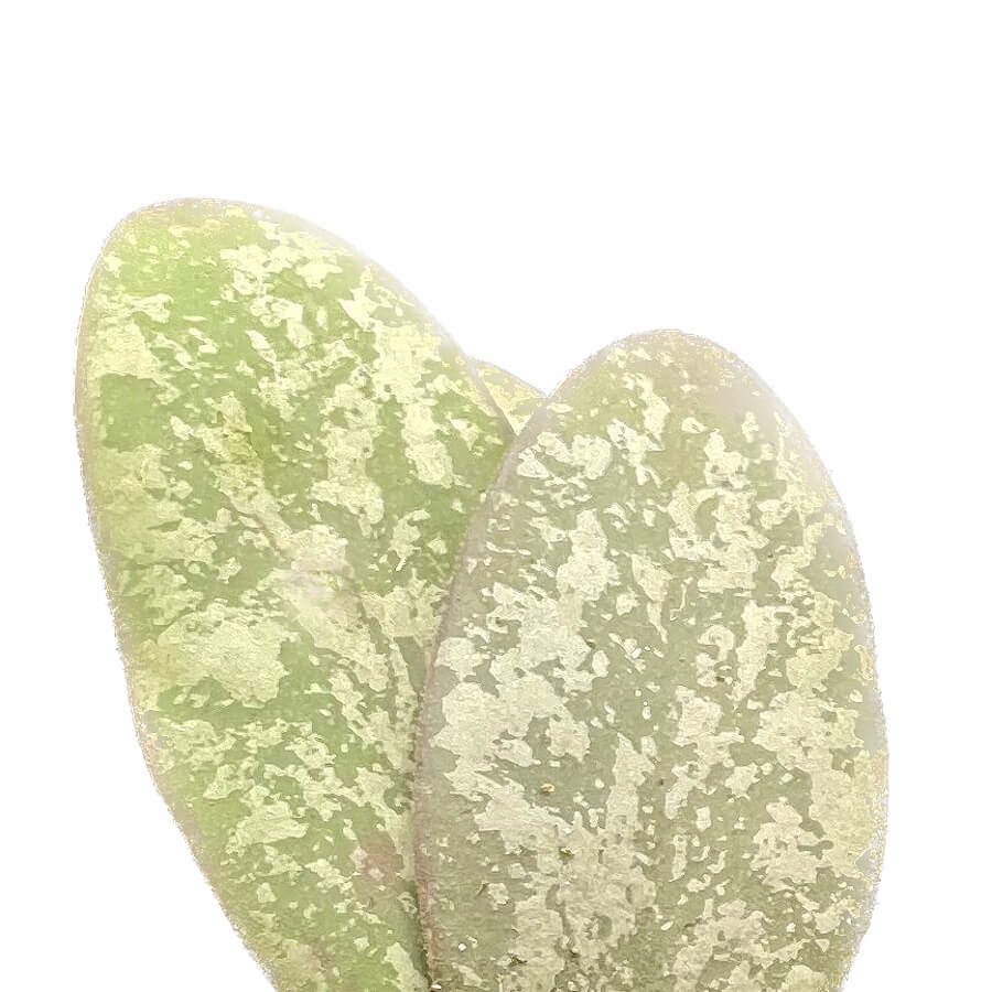 Hoya sigillatis 'Silver' (AH001) close-up of leaf on white background.