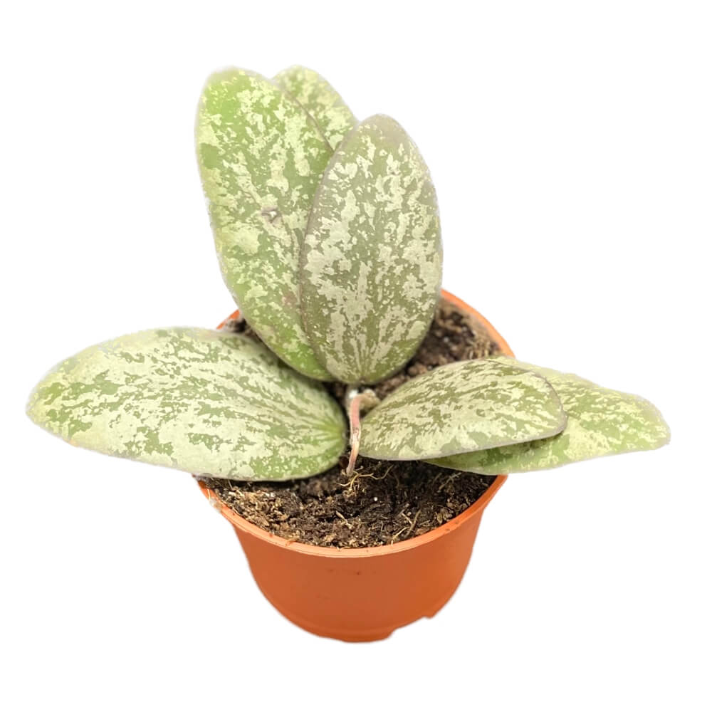Hoya sigillatis 'Silver' (AH001) potted plant in nursery pot on white background.
