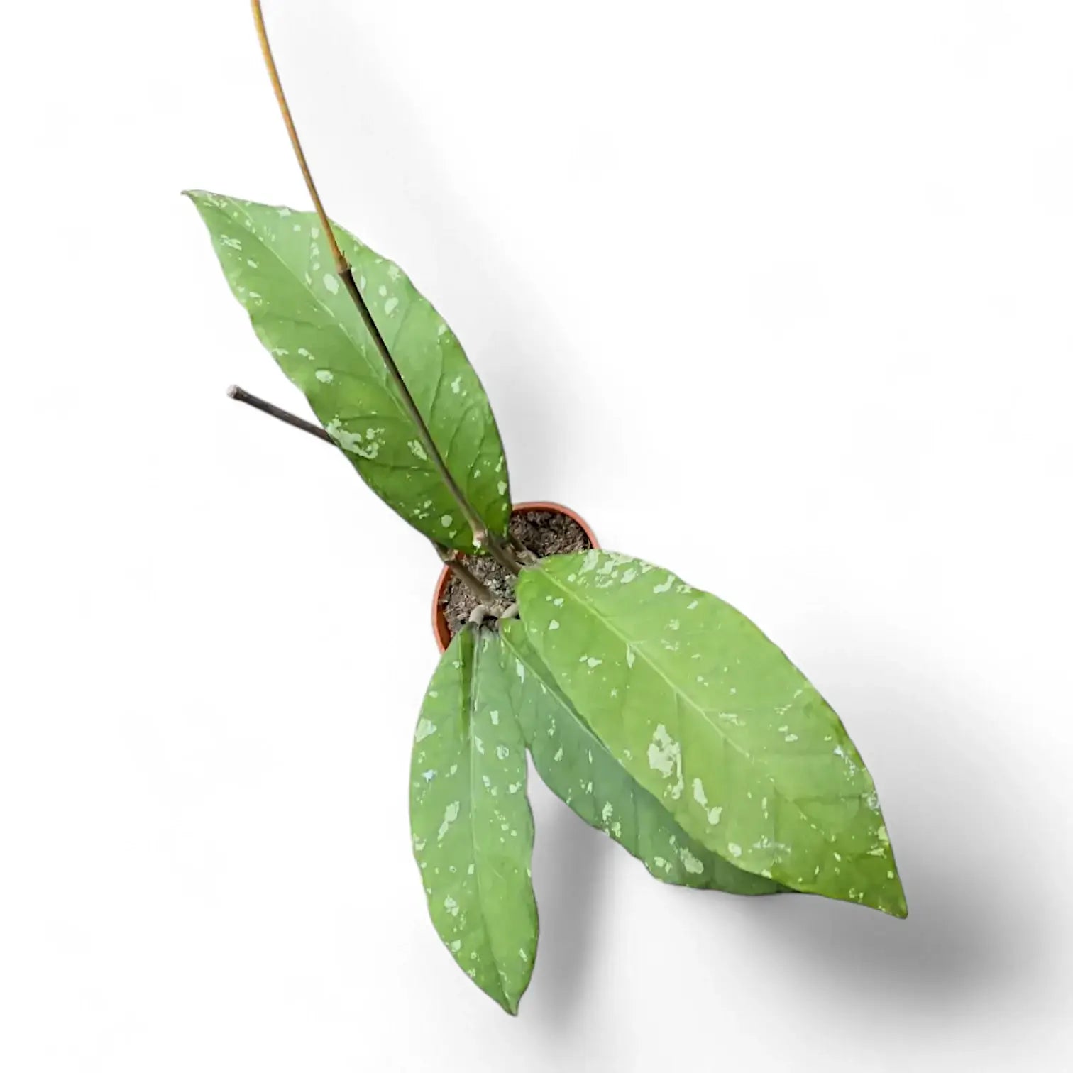 Hoya sp. Aceh 'Long leaf' Zimmerpflanze im Anzuchttopf vor weißem Hintergrund, Produktfoto 3.