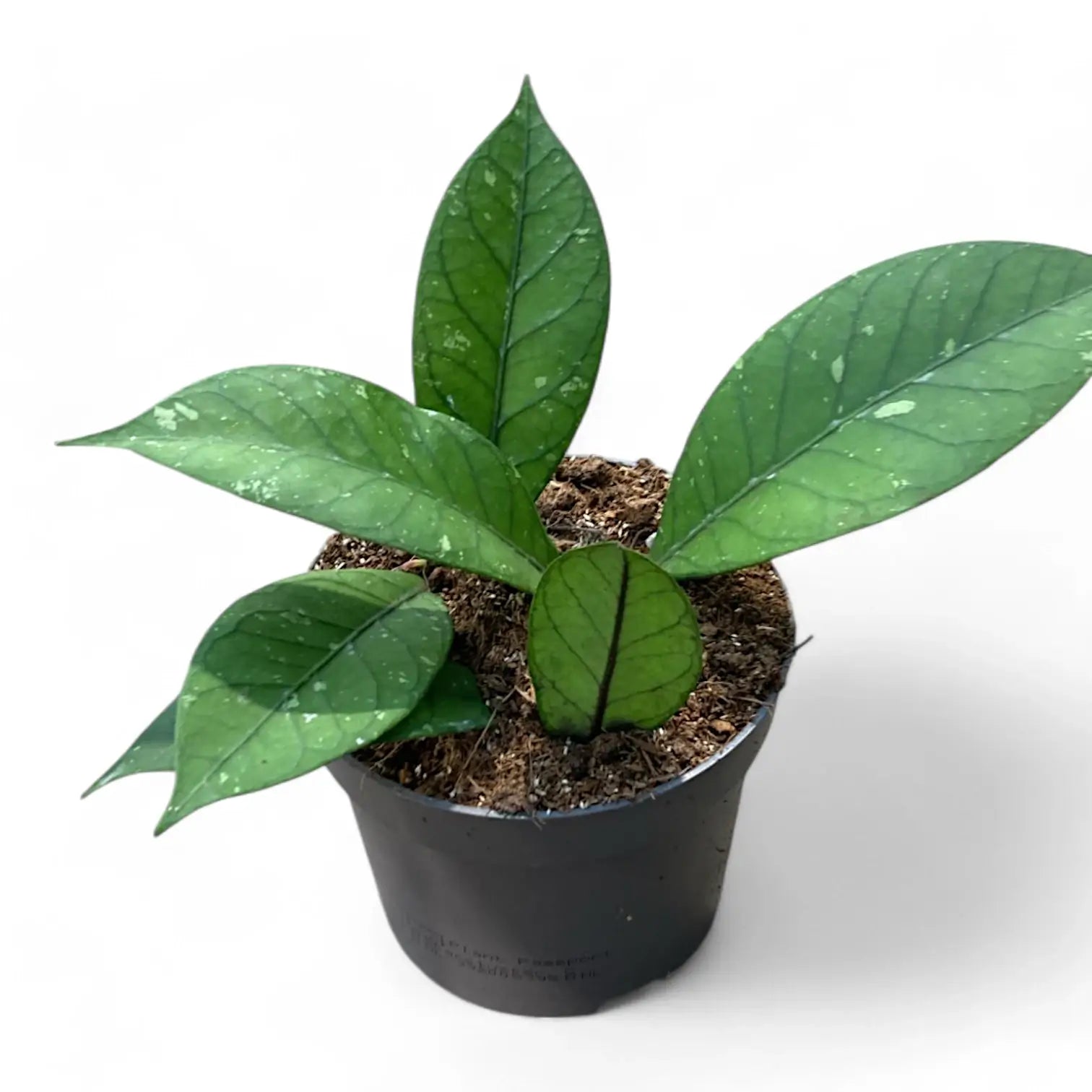 Hoya sp. Aceh 'Long leaf' Zimmerpflanze im Anzuchttopf vor weißem Hintergrund, Produktfoto 4.