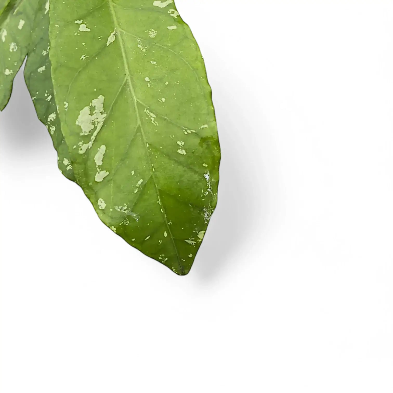 Hoya sp. Aceh 'Long leaf' Zimmerpflanze im Anzuchttopf vor weißem Hintergrund, Produktfoto 6.