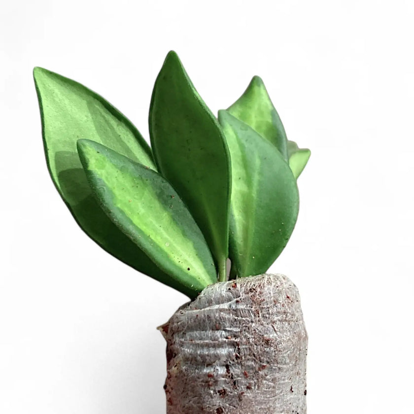 Hoya sp. DS-70 potted plant in nursery pot on white background.