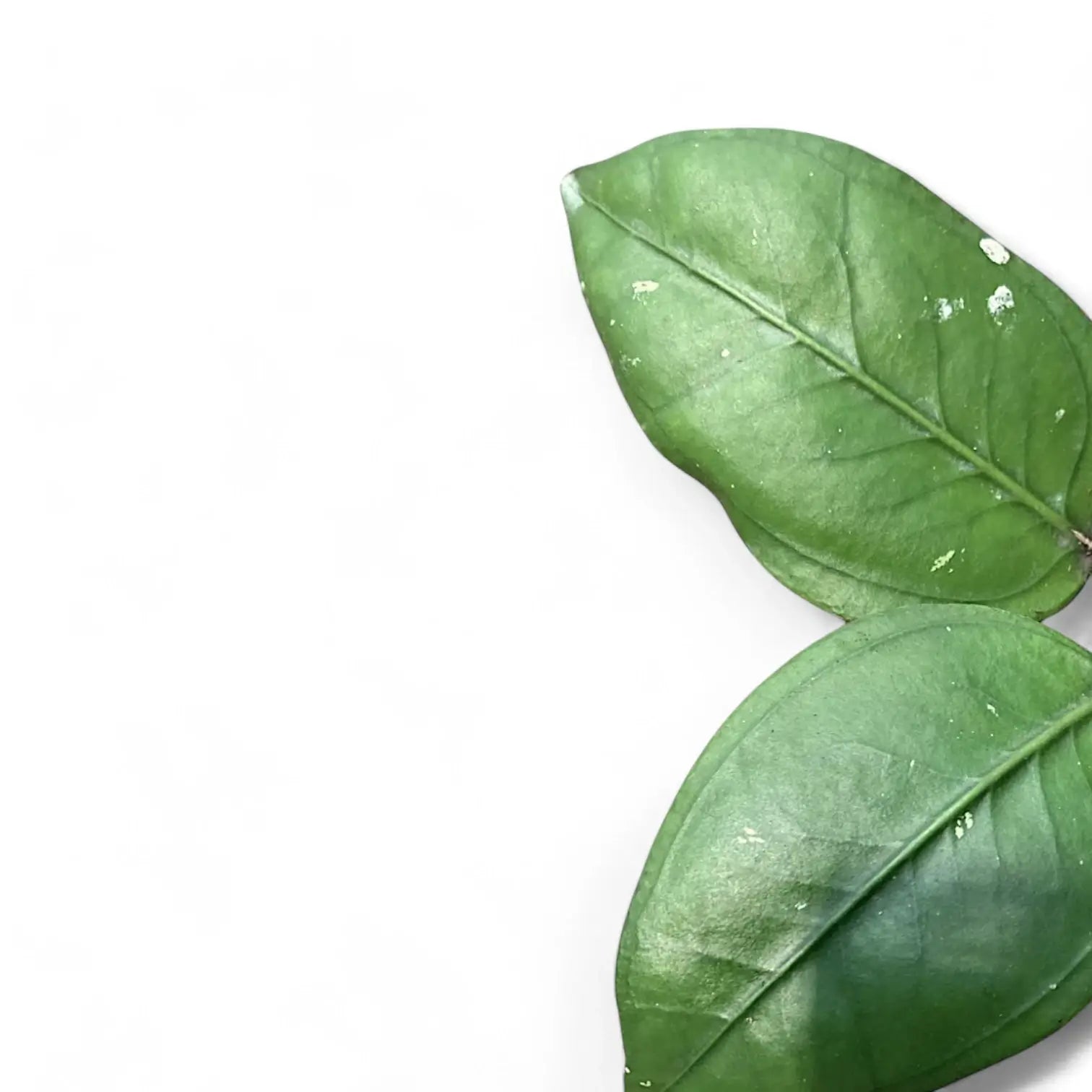 Hoya sp. Gomas leaf detail on white background.