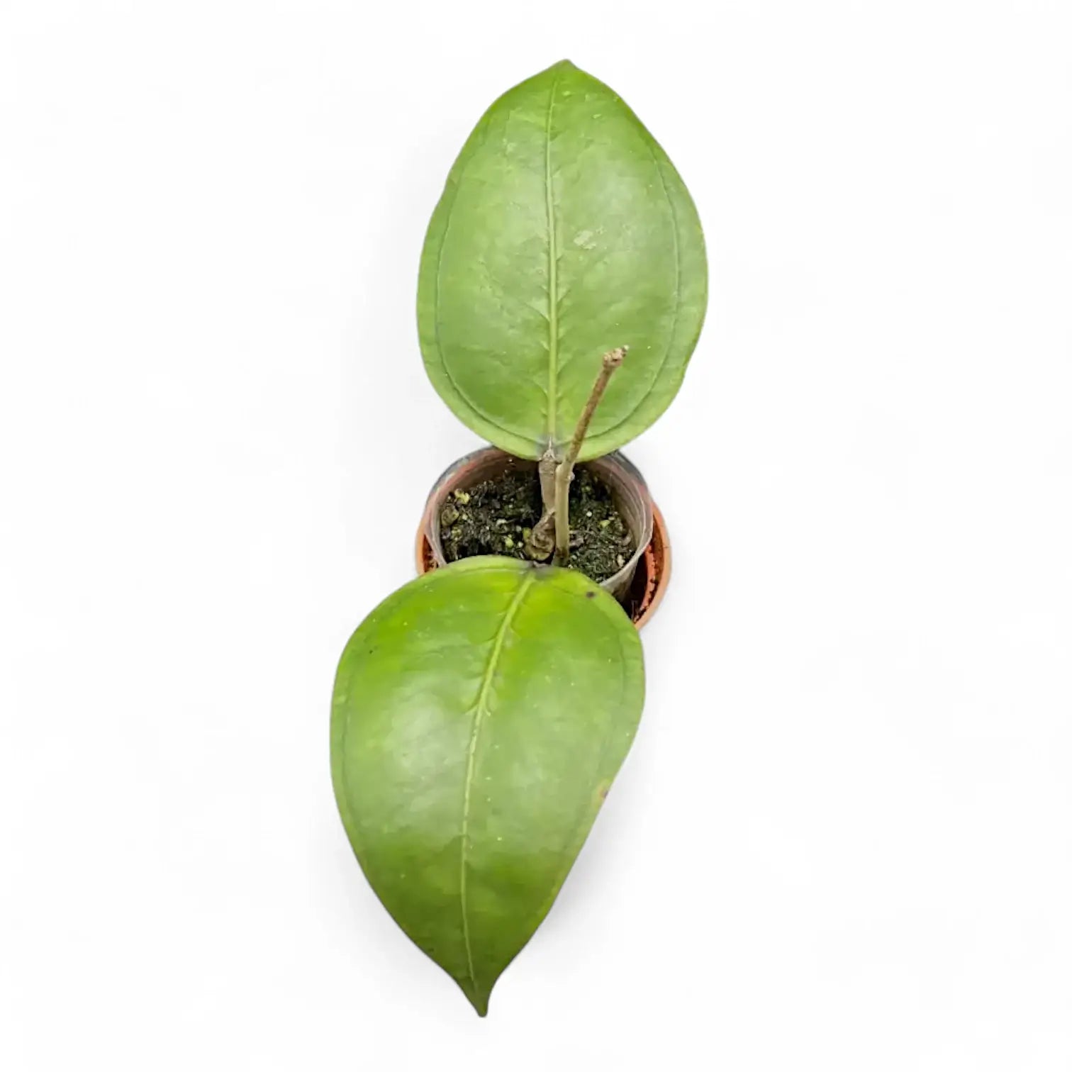 Hoya sp. Gomas potted plant in nursery pot on white background.