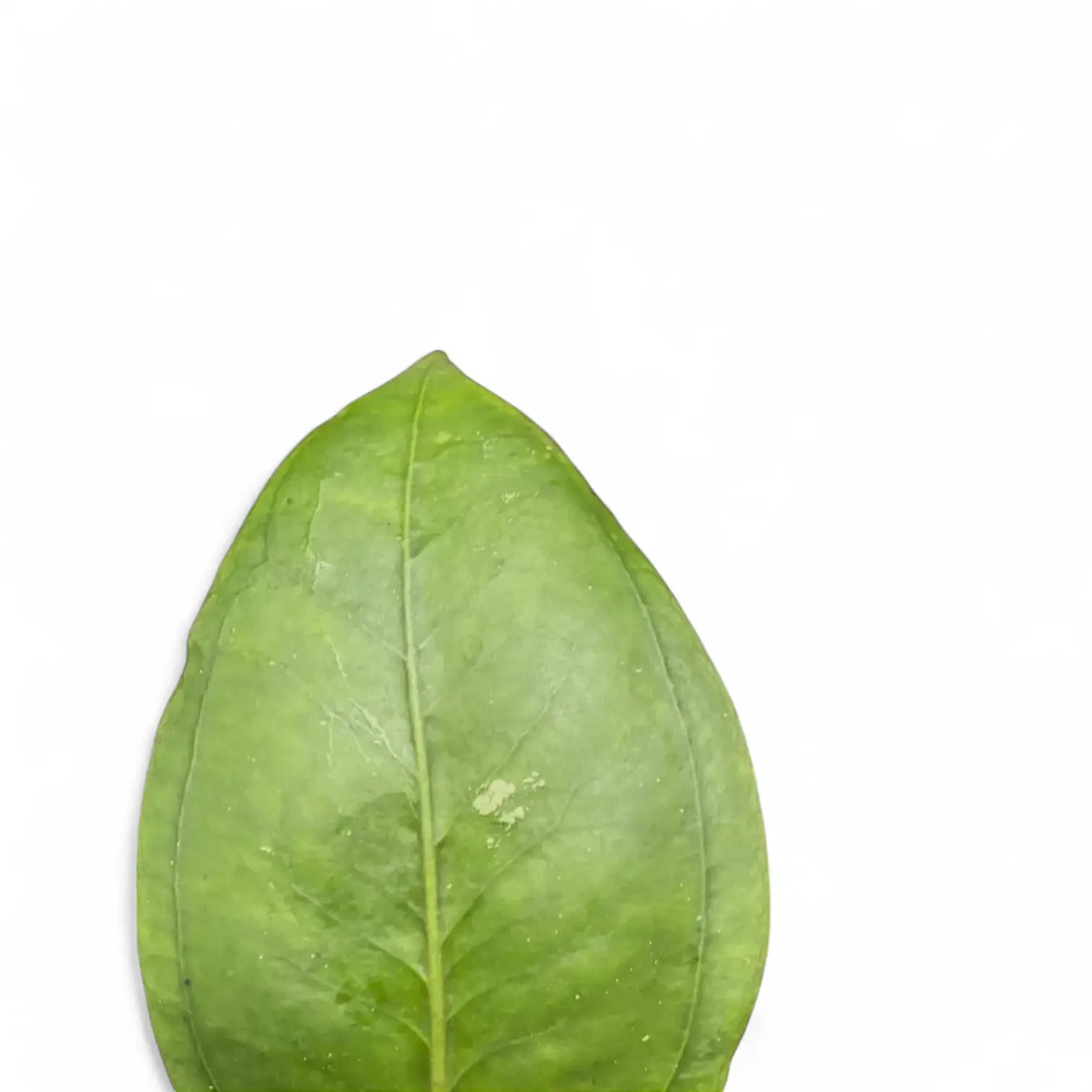 Hoya sp. Gomas potted plant in nursery pot on white background.