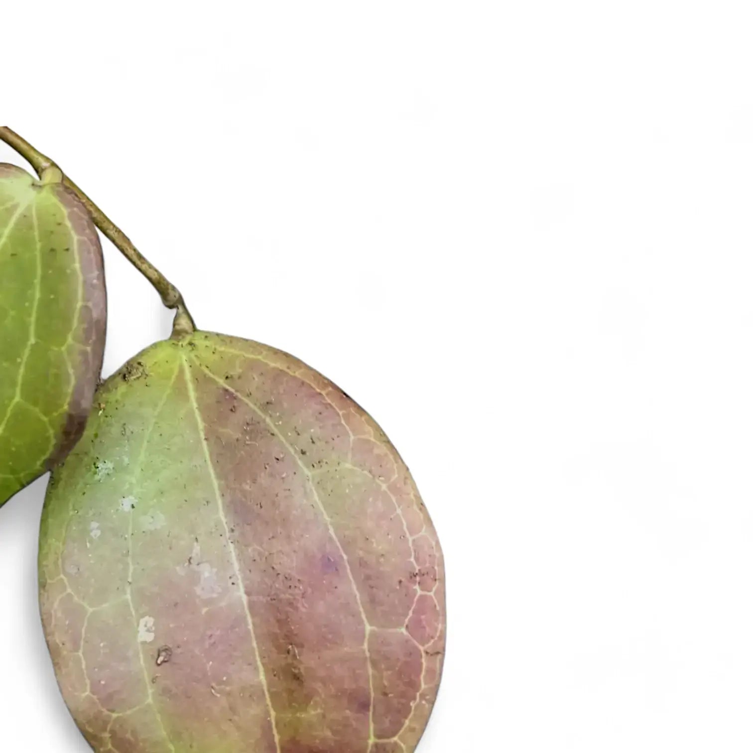 Hoya sp. Konowa – Blattdetail vor weißem Hintergrund..