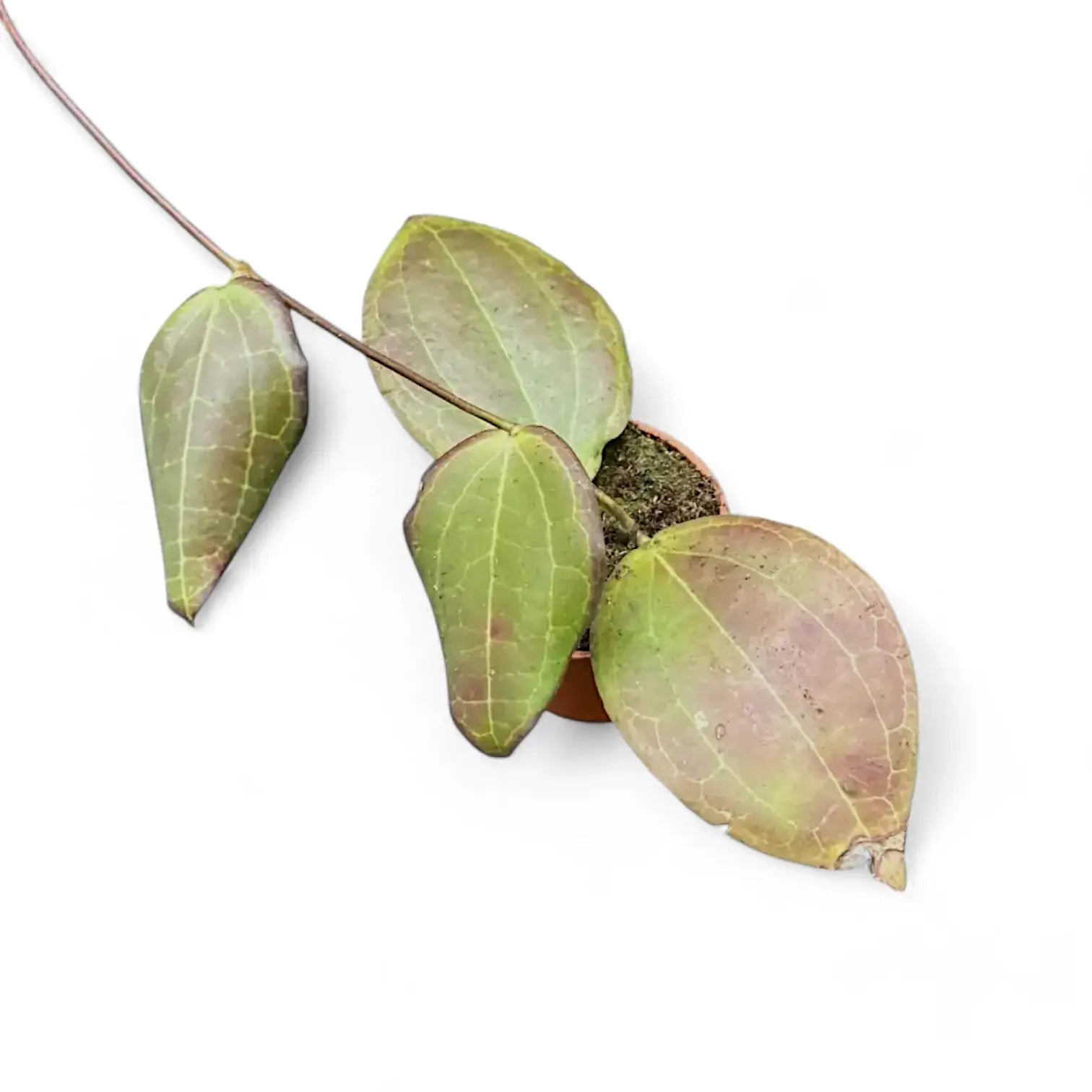 Hoya sp. Konowa potted plant in nursery pot on white background.
