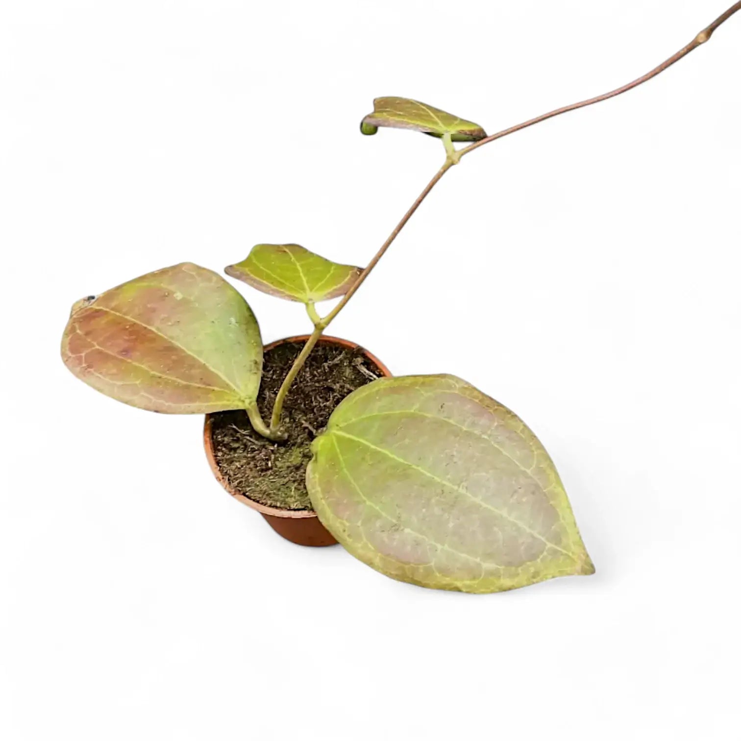 Hoya sp. Konowa potted plant in nursery pot on white background.