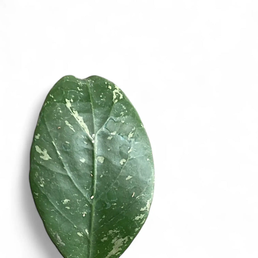 Hoya sp. Lai Chau 'Splash' leaf close-up on white background.