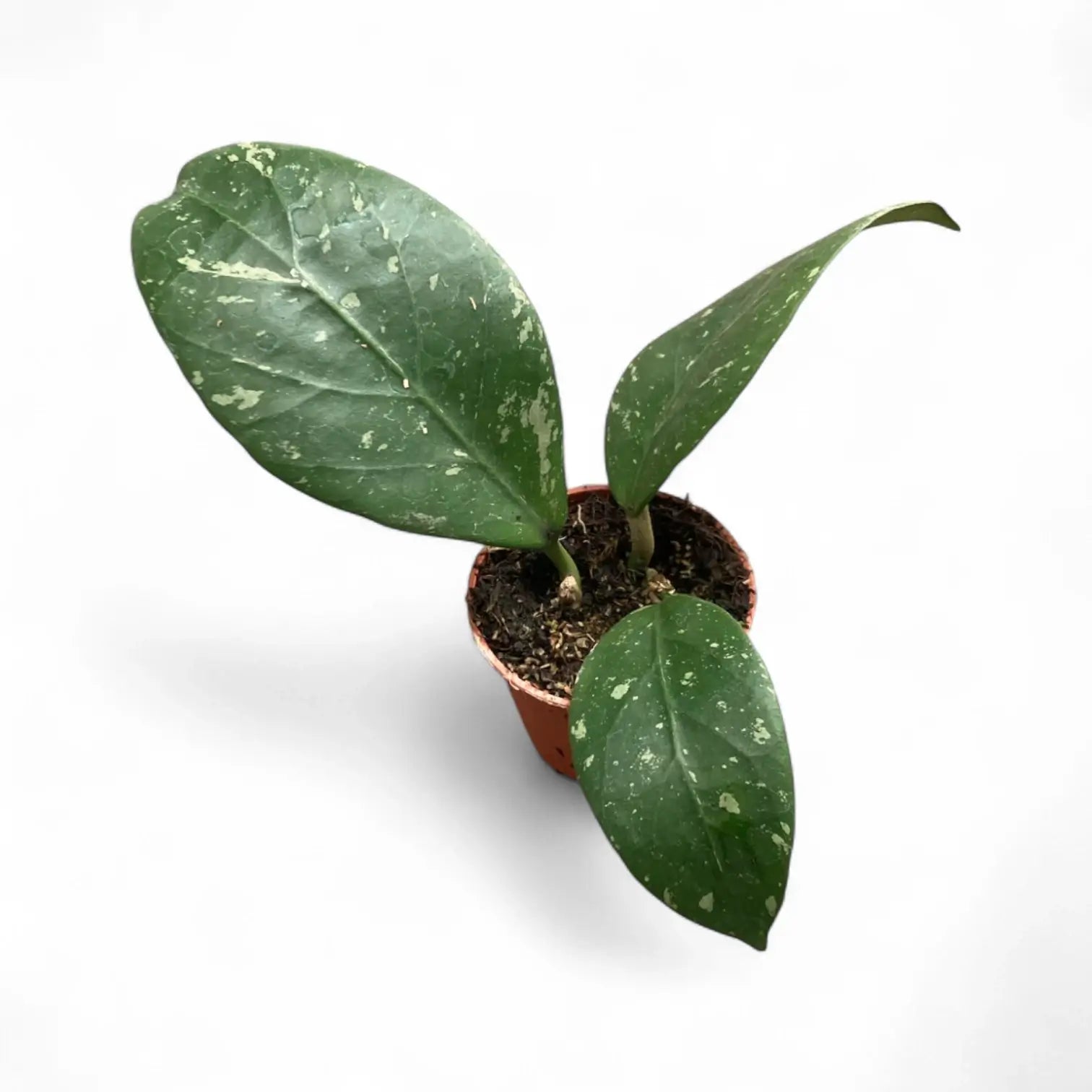 Hoya sp. Lai Chau 'Splash' Zimmerpflanze im Anzuchttopf vor weißem Hintergrund, Produktfoto 3.