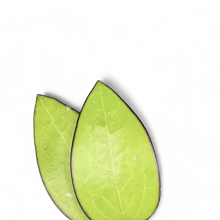 Hoya sp. Malang leaf detail on white background.