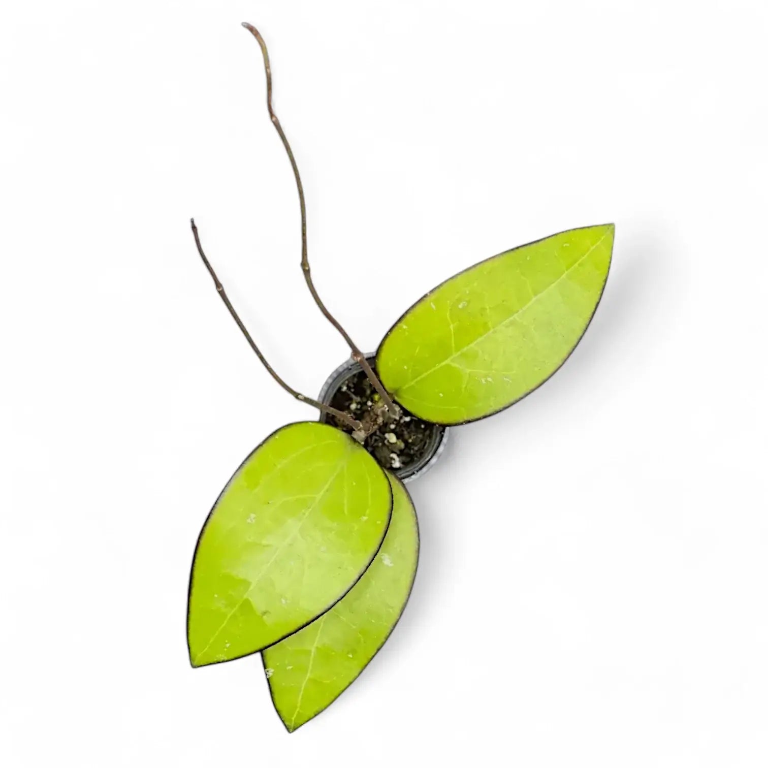 Hoya sp. Malang potted plant in nursery pot on white background.