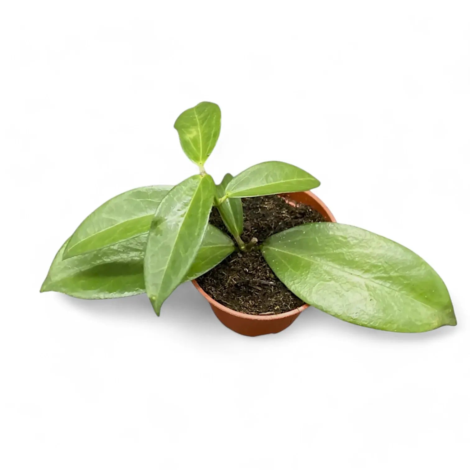 Hoya sp. Papua 004 potted plant in nursery pot on white background.