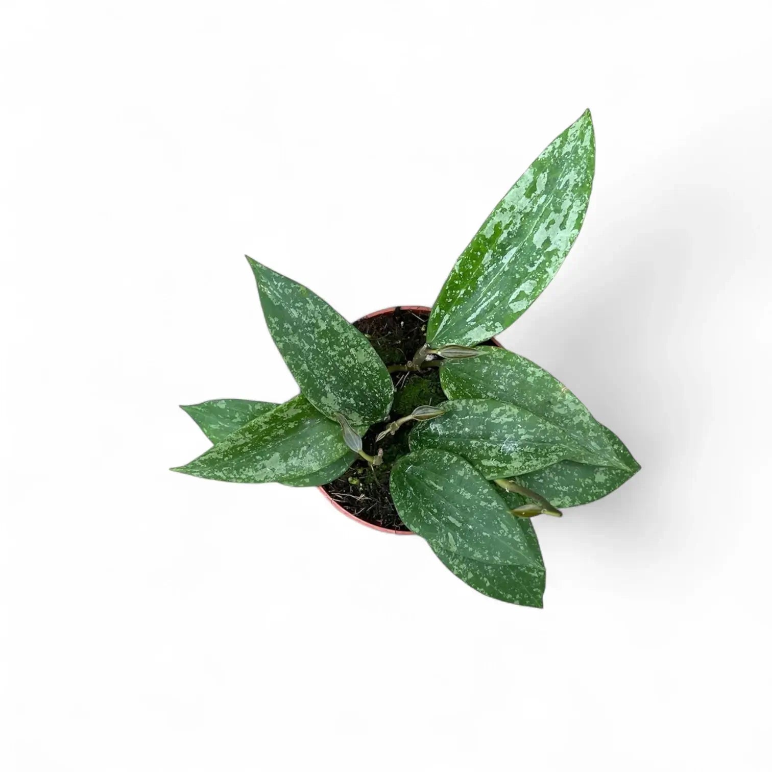 Hoya sp. Rangsan potted plant in nursery pot on white background.