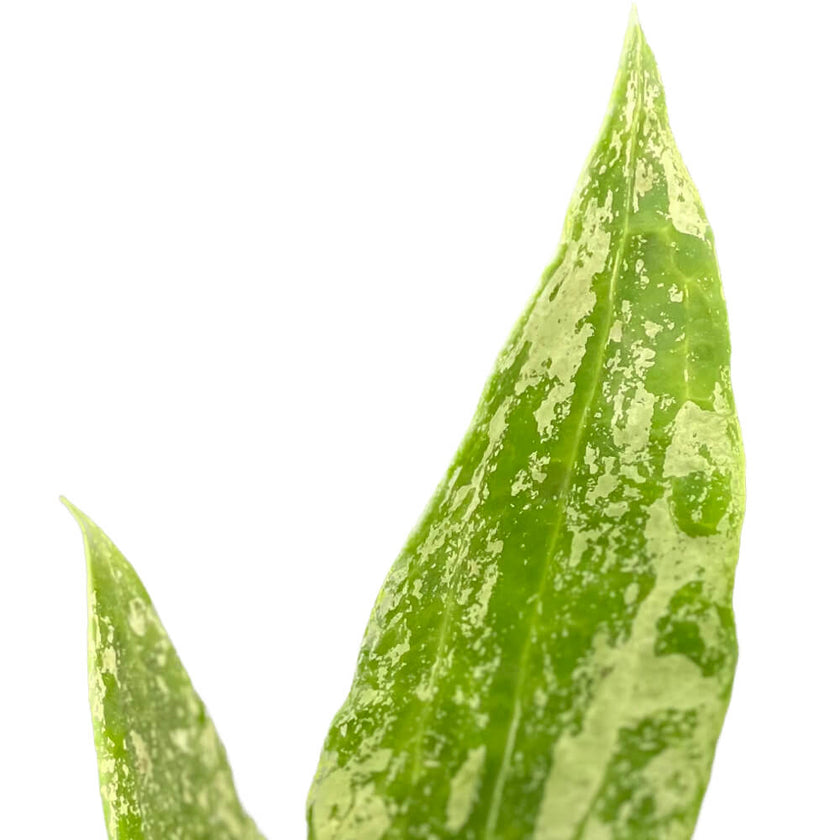 Hoya sp. Rangsan 'Large leaf' close-up of leaf on white background.