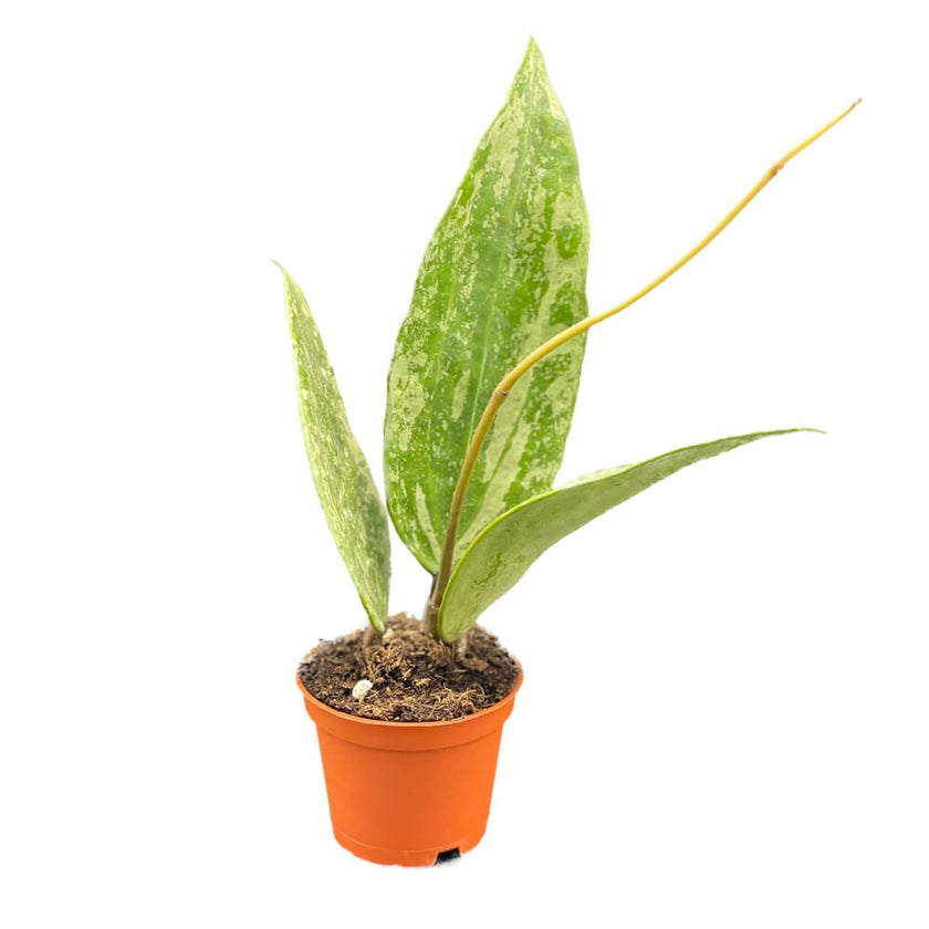 Hoya sp. Rangsan 'Large leaf' potted plant in nursery pot on white background.