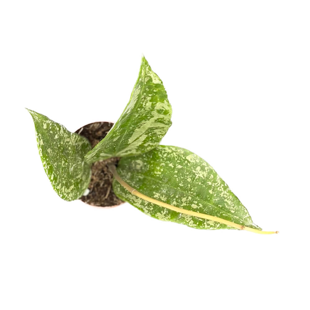 Hoya sp. Rangsan 'Large leaf' Zimmerpflanze im Anzuchttopf vor weißem Hintergrund, Produktfoto 3.