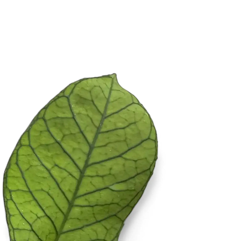 Hoya sp. Sabah (EPC 961) leaf detail on white background.