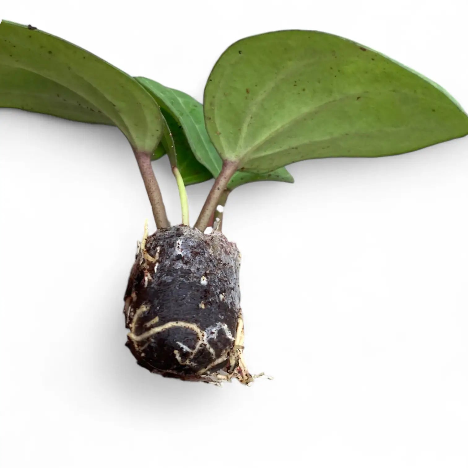 Hoya sp. Sarawak 'Cream' potted plant in nursery pot on white background.