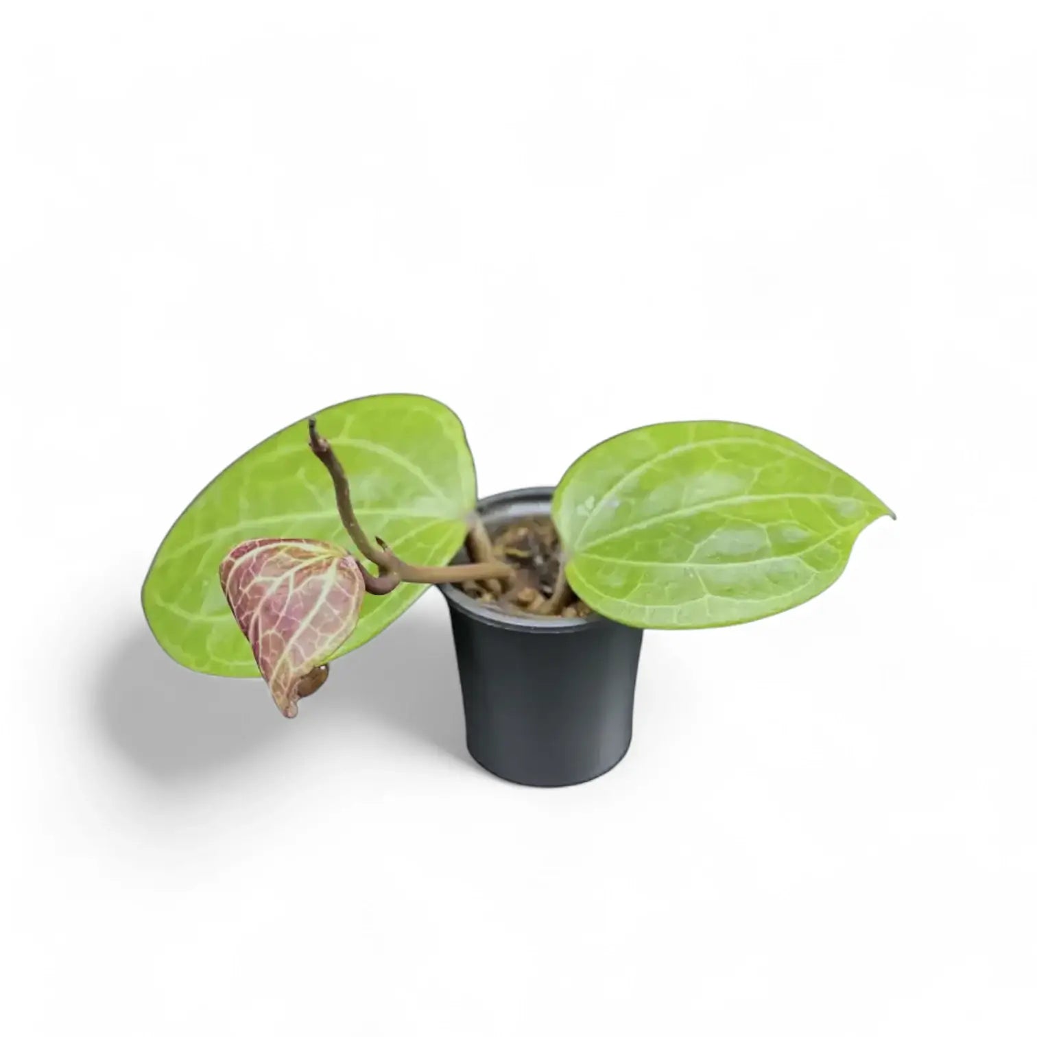 Hoya sp. Sarawak 'Cream' potted plant in nursery pot on white background.