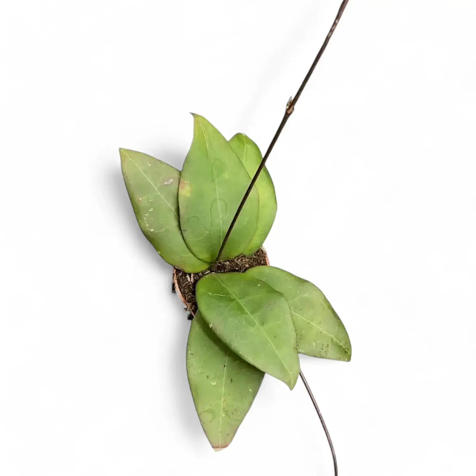 Hoya sp. 'Sulawesi 3' potted plant in nursery pot on white background.