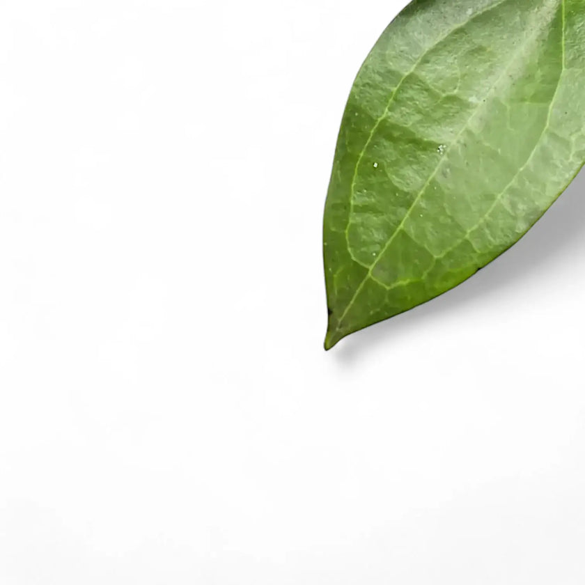 Hoya sp. Ternate leaf detail on white background.