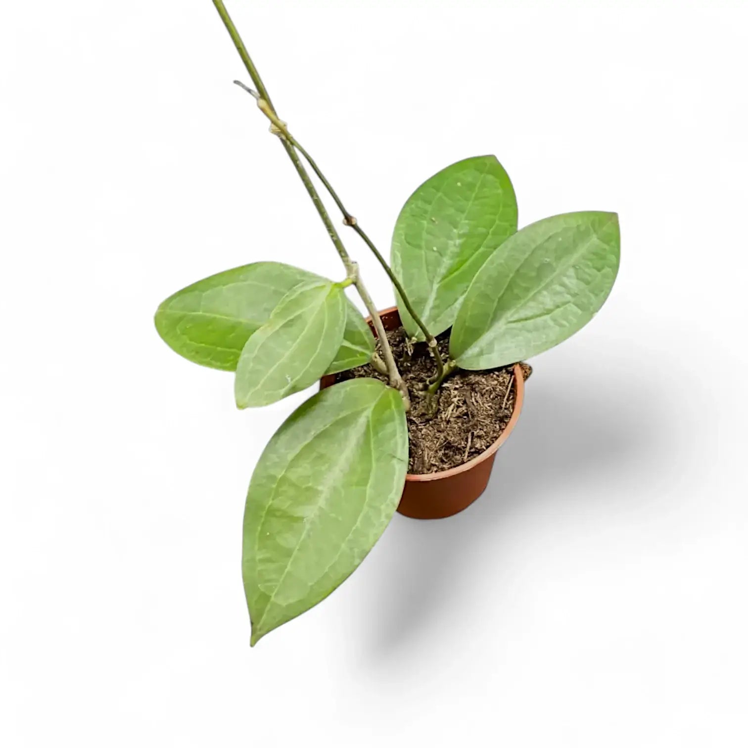 Hoya sp. Ternate potted plant in nursery pot on white background.
