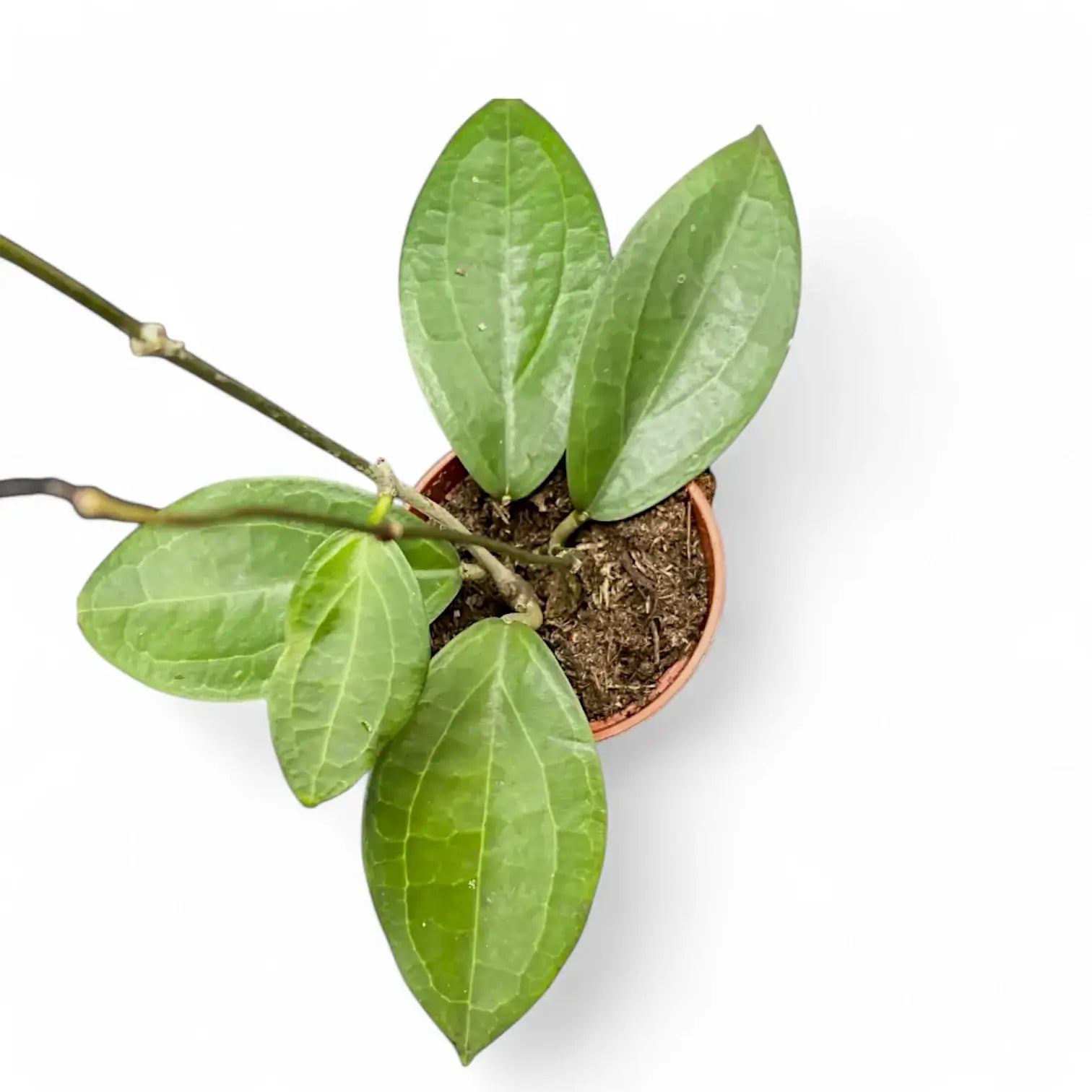 Hoya sp. Ternate potted plant in nursery pot on white background.