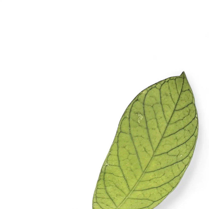 Hoya sp. Thailand close-up of leaf on white background.