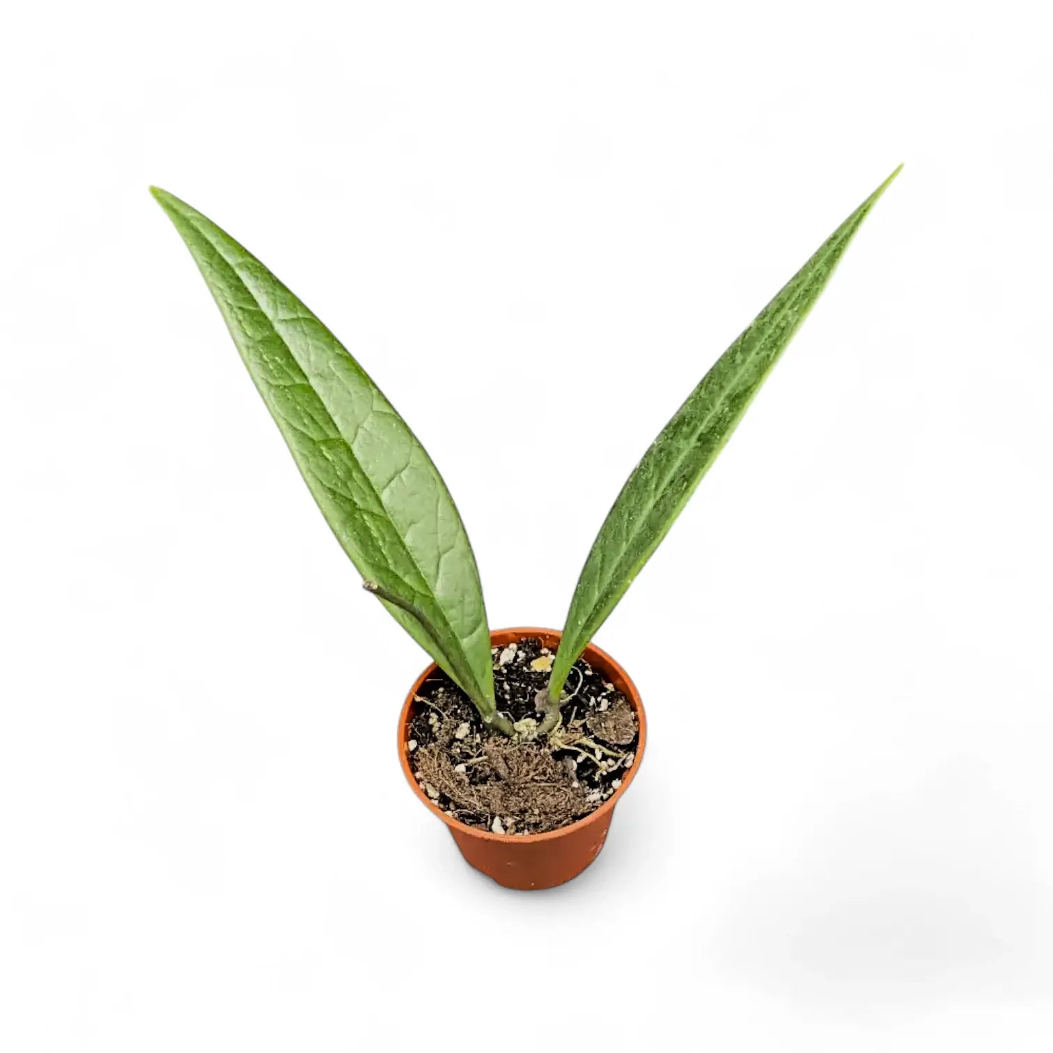 Hoya sulawesiana Zimmerpflanze im Anzuchttopf vor weißem Hintergrund, Produktfoto 2.