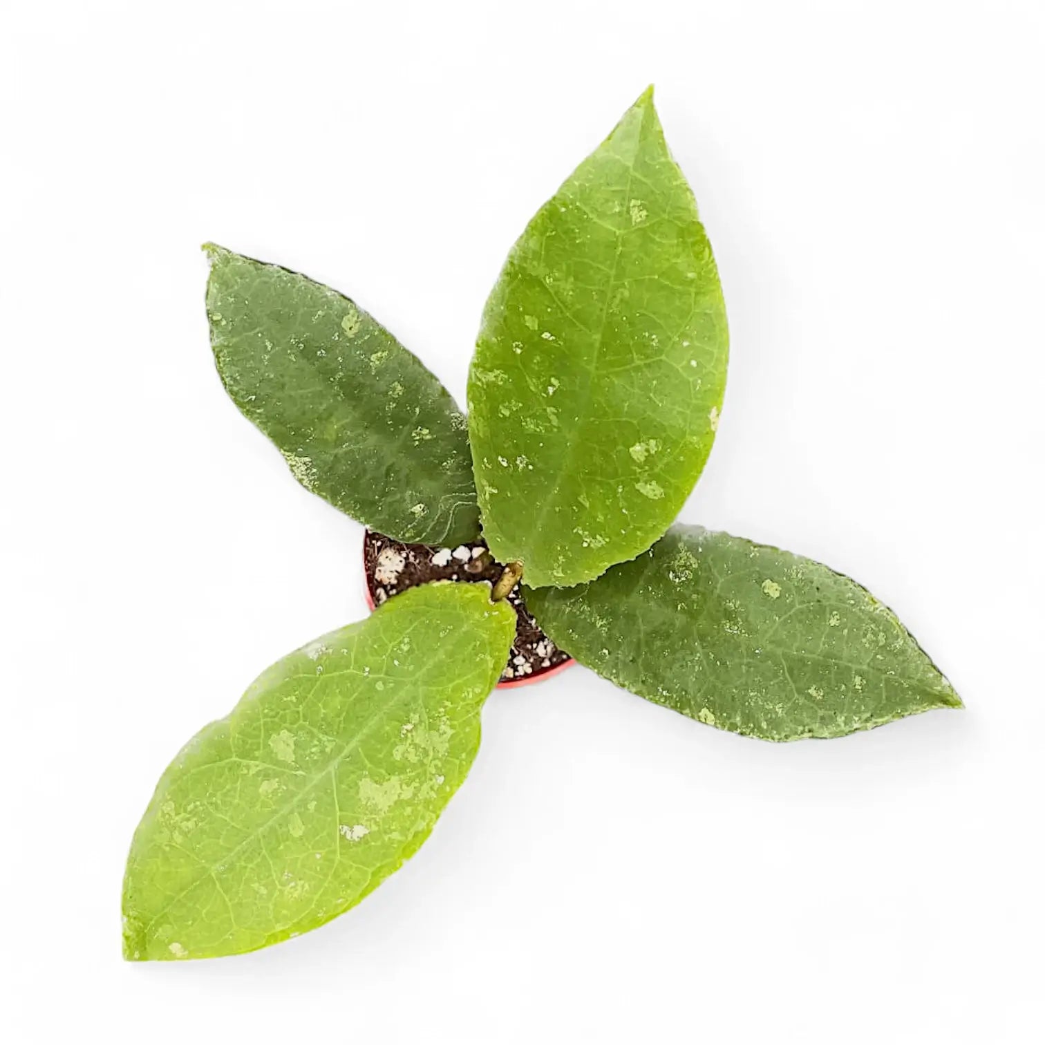 Hoya undulata potted plant in nursery pot on white background.
