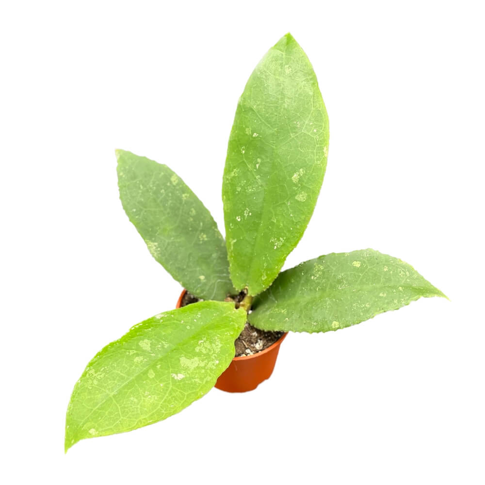 Hoya undulata potted plant in nursery pot on white background.