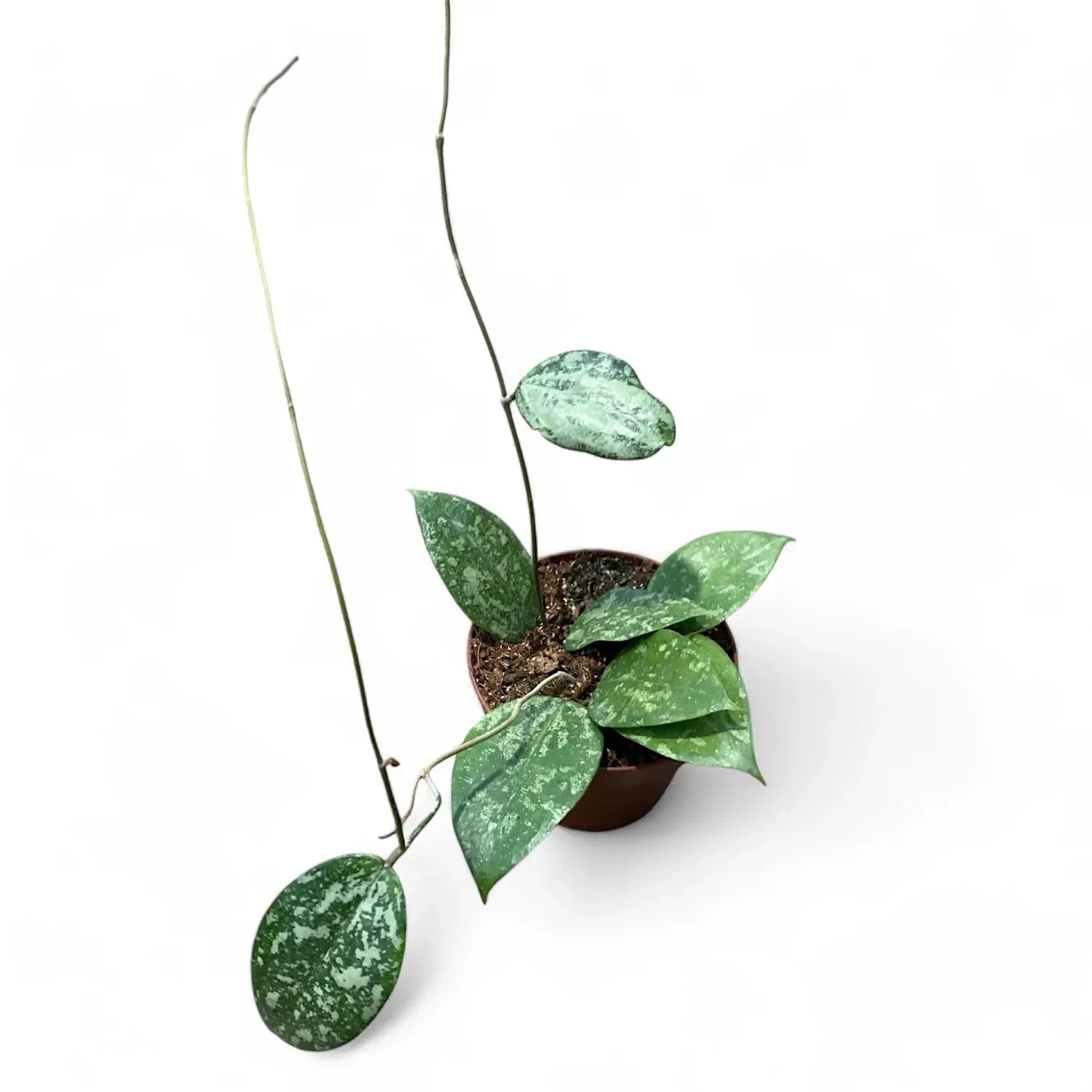 Hoya verticillata 'Nanjuk Splash' potted plant in nursery pot on white background.