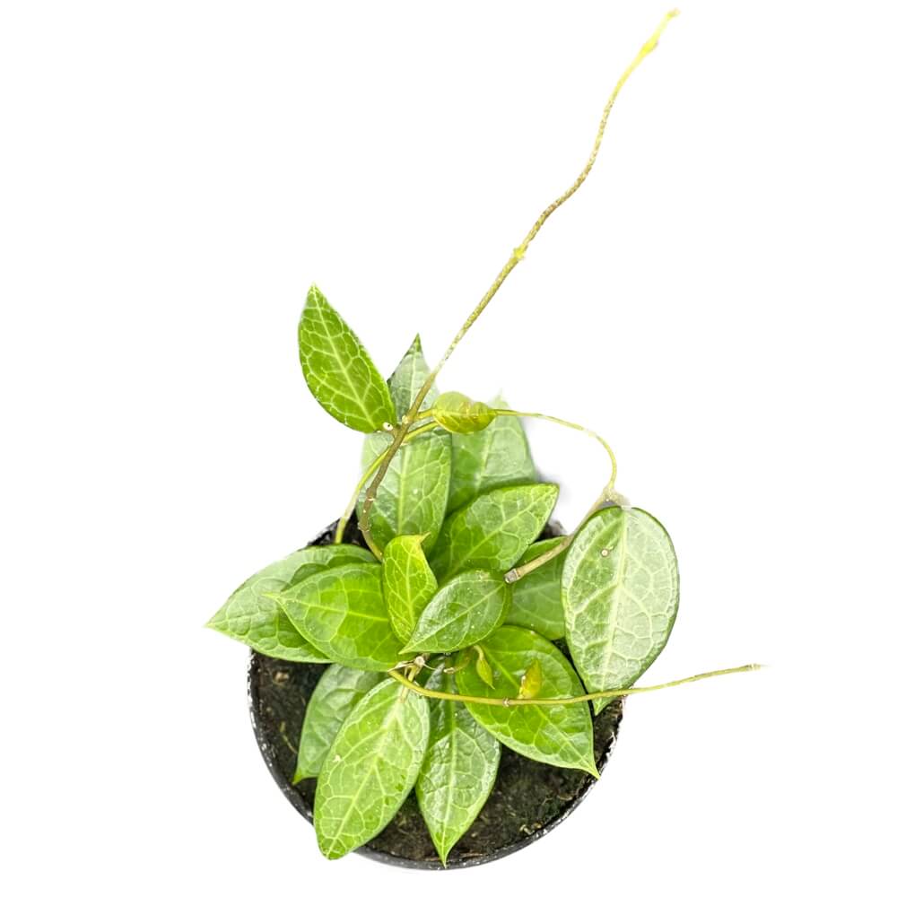 Hoya verticillata 'Pati' potted plant in nursery pot on white background.