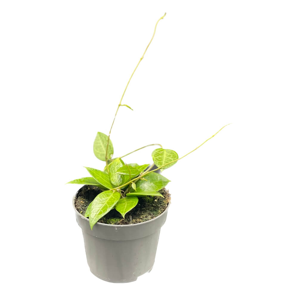 Hoya verticillata 'Pati' potted plant in nursery pot on white background.