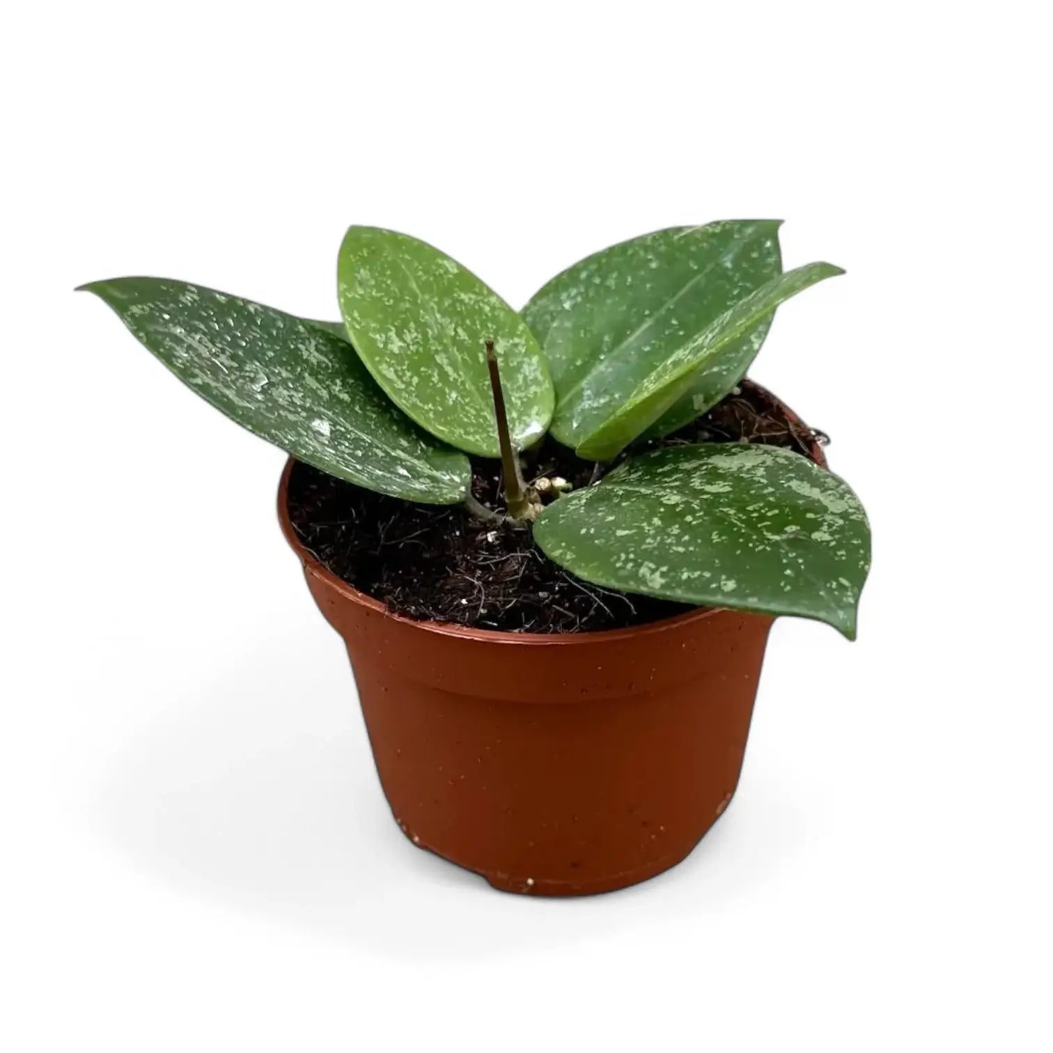 Hoya verticillata var. verticillata 'Splash' potted plant in nursery pot on white background.