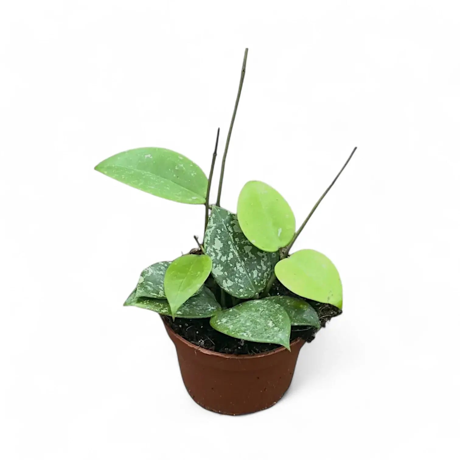 Hoya verticillata var. verticillata 'Splash' potted plant in nursery pot on white background.