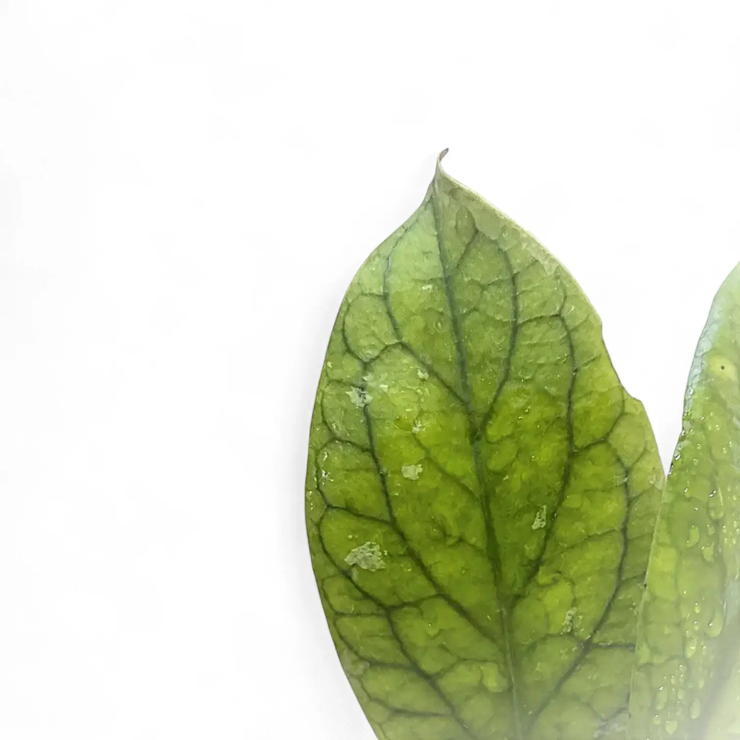 Hoya vitellinoides close-up of leaf on white background.