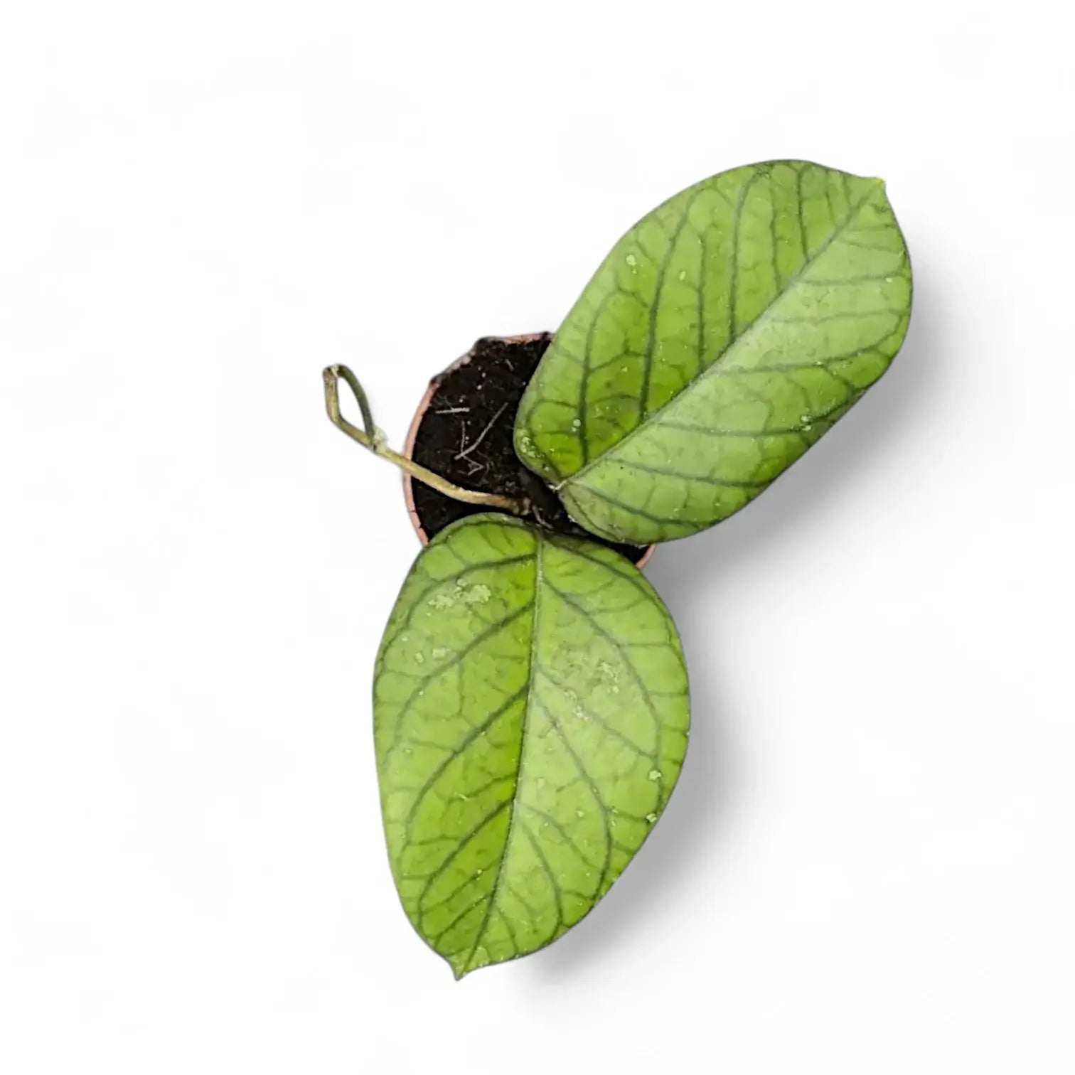 Hoya vitellinoides potted plant in nursery pot on white background.