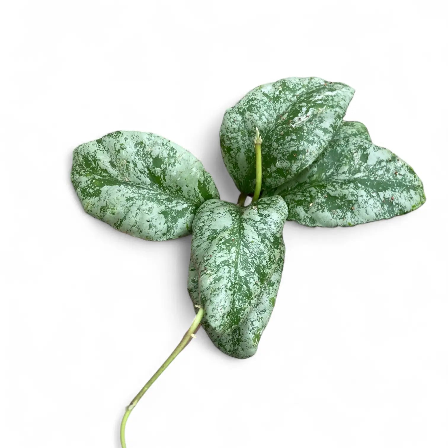 Hoya waymaniae (Kapuas) 'Cloudy sky' potted plant in nursery pot on white background.