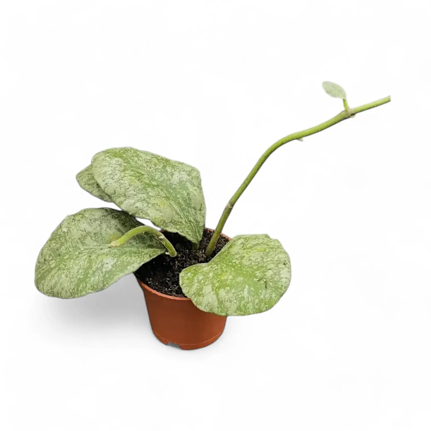 Hoya waymaniae (Kapuas) 'Cloudy sky' potted plant in nursery pot on white background.