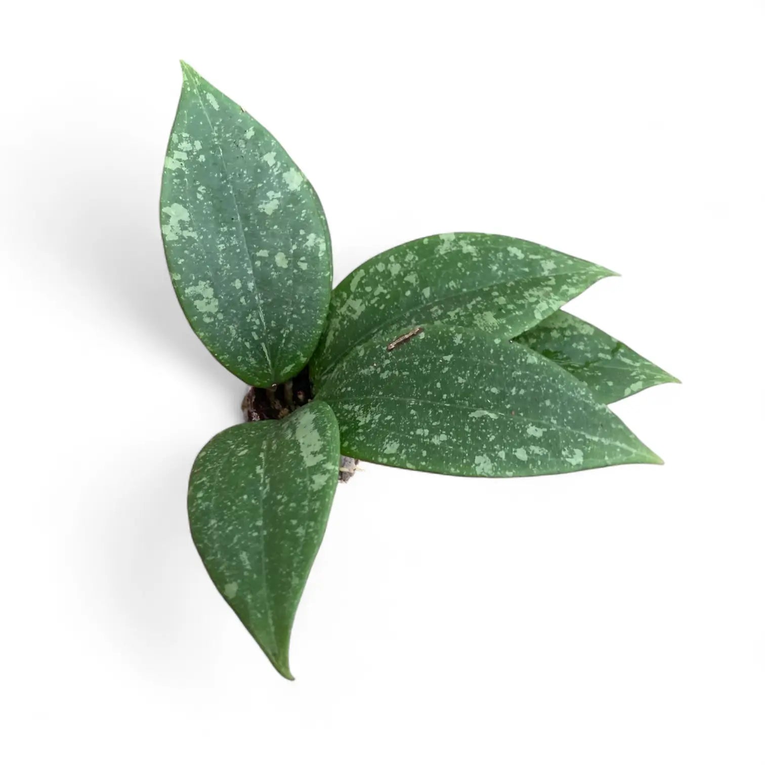 Hoya wibergiae potted plant in nursery pot on white background.