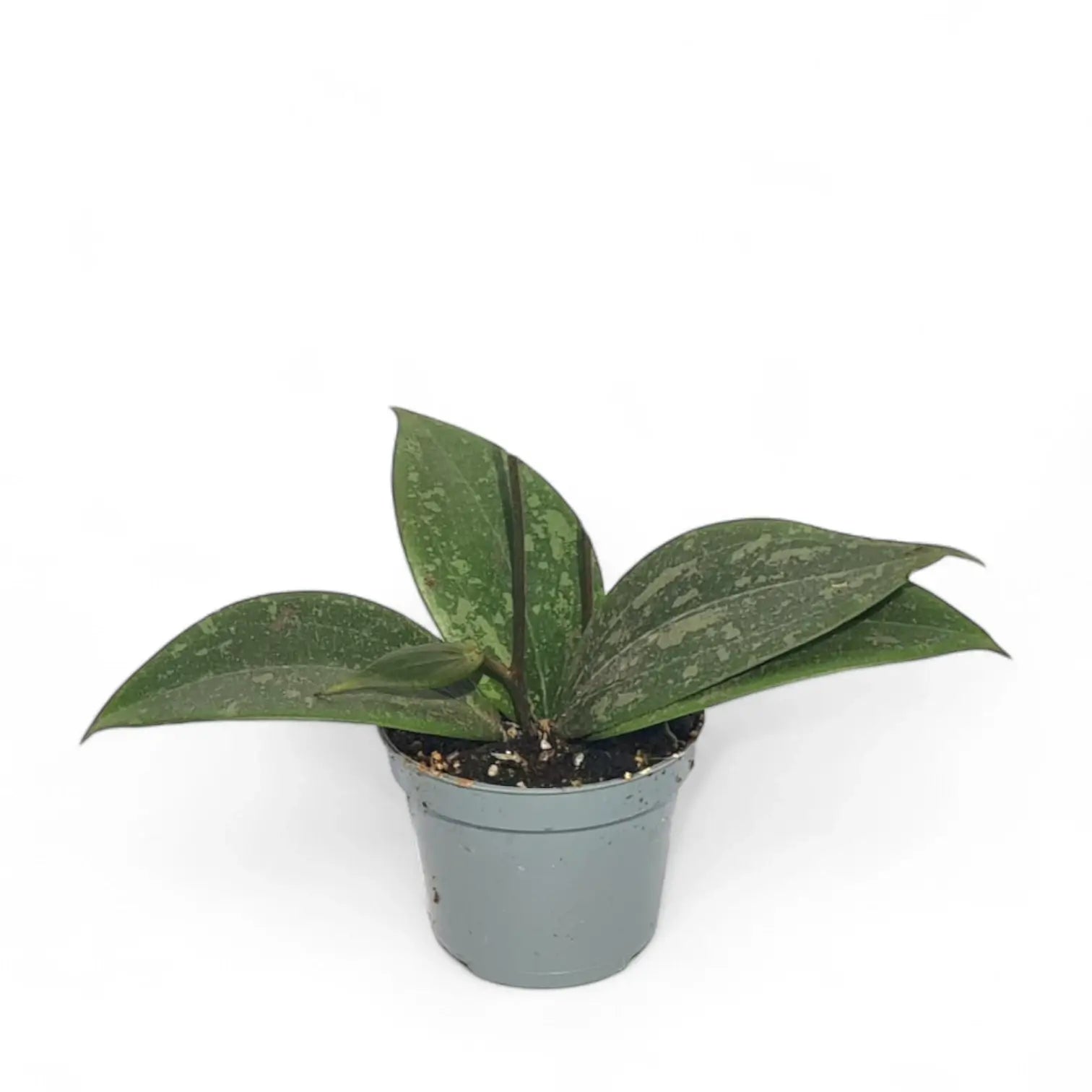 Hoya wibergiae potted plant in nursery pot on white background.
