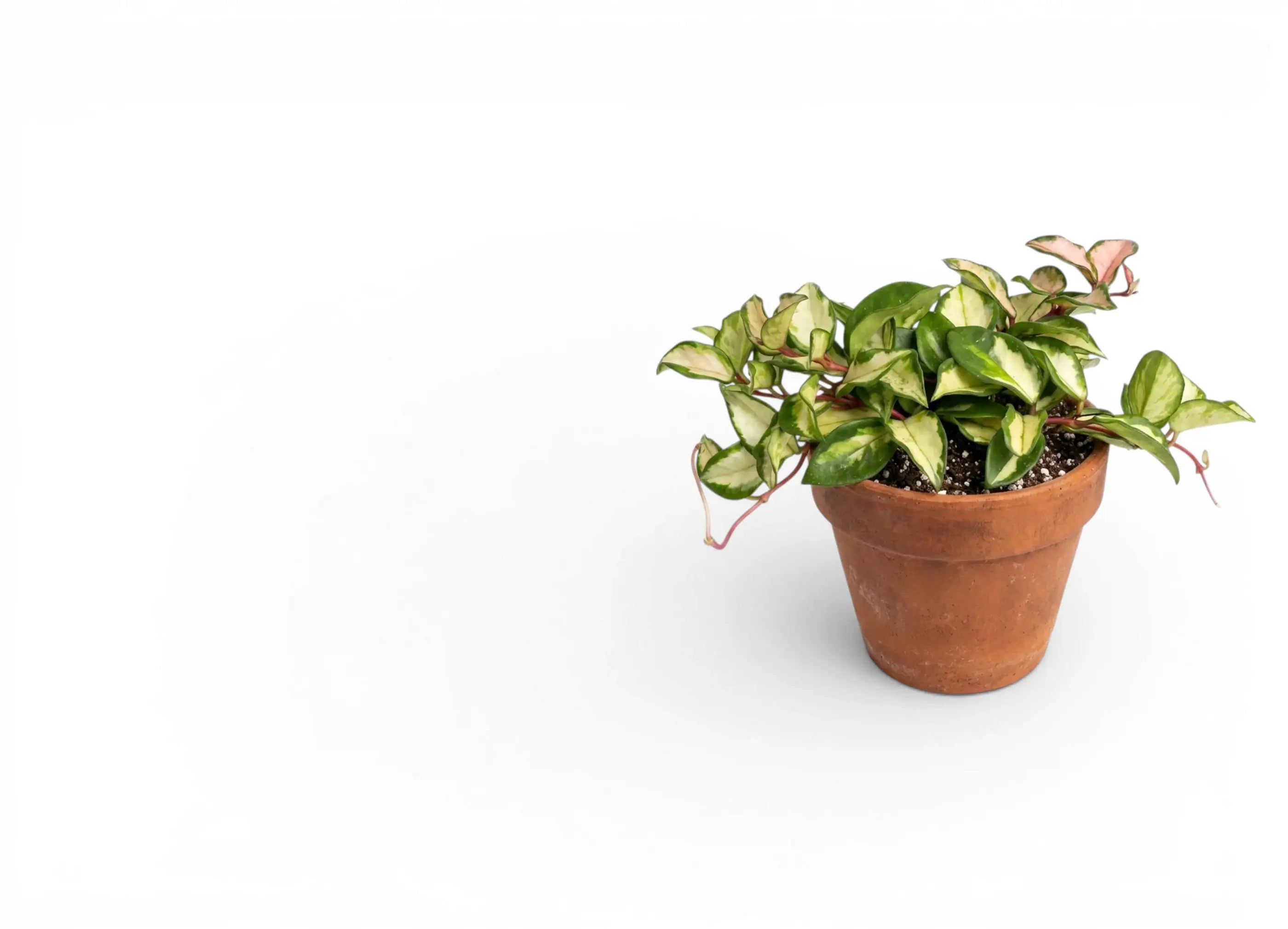 Potted Hoya plant with green leaves on a white background