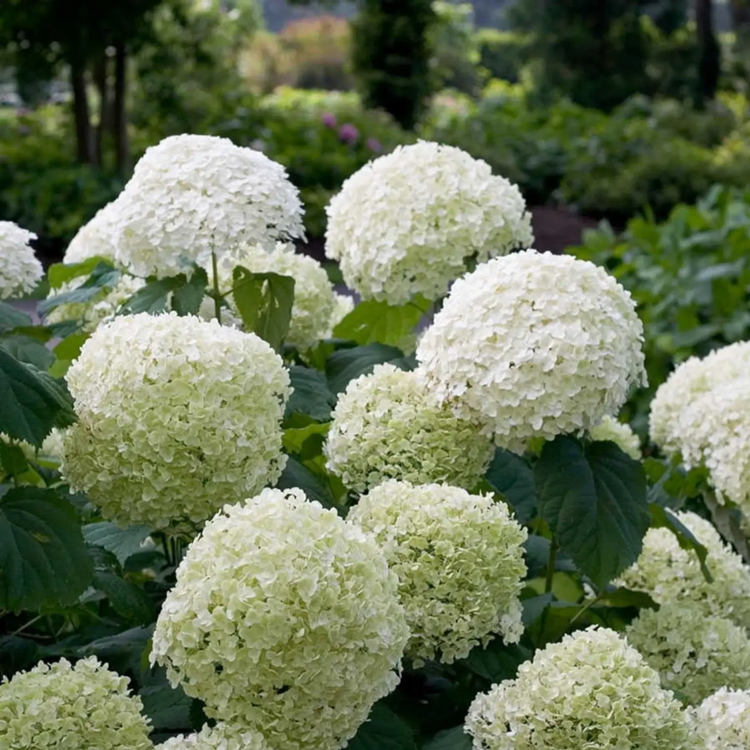 Hydrangea arborescens 'Strong Annabelle' – Nahaufnahme.