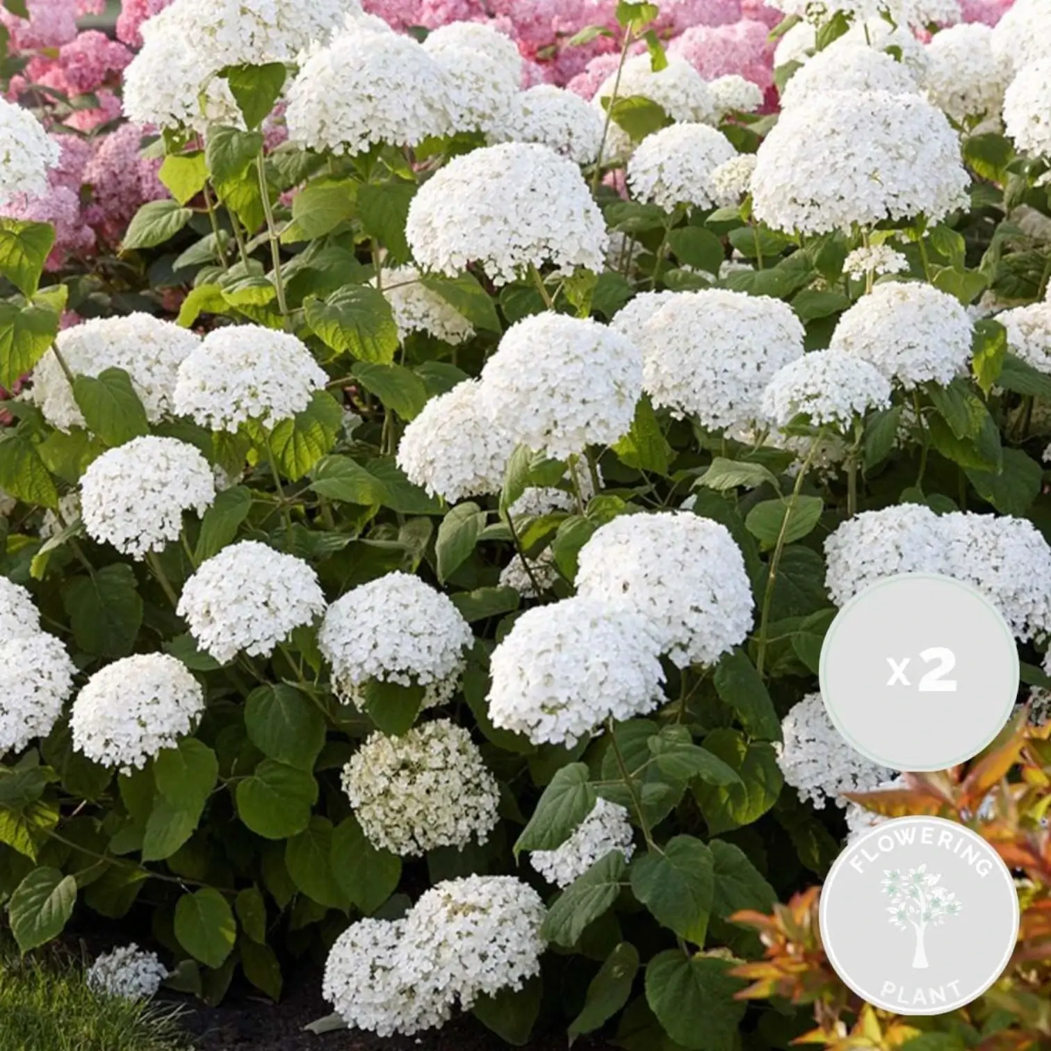 Hydrangea arborescens 'Strong Annabelle' plant detail.